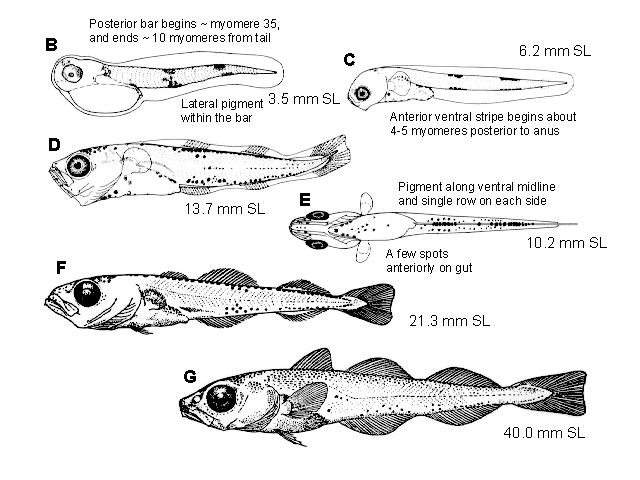 Gadus chalcogrammus