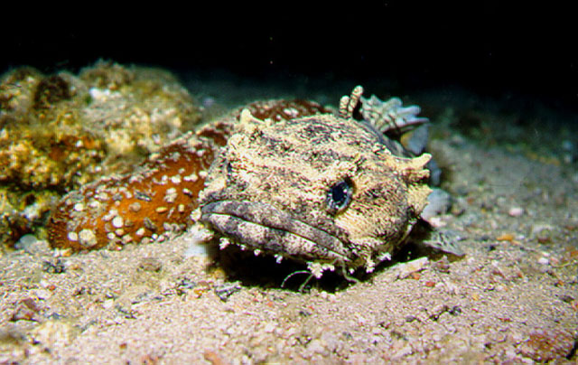 Barchatus cirrhosus