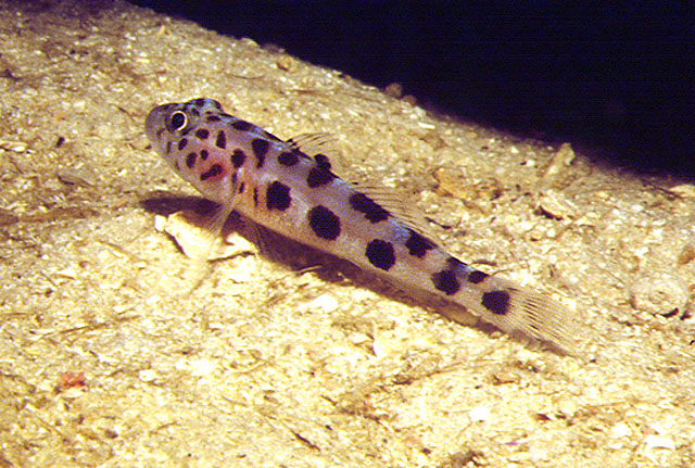 Thorogobius ephippiatus