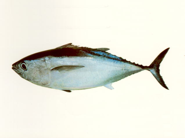 Thunnus maccoyii