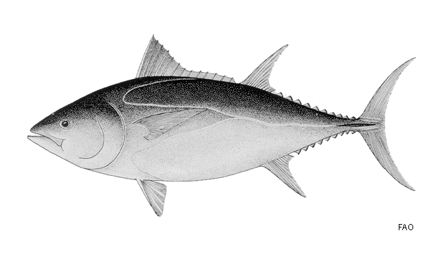 Thunnus maccoyii