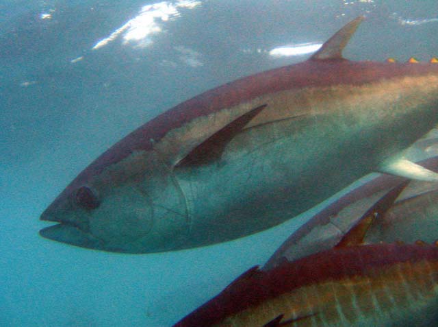 Thunnus maccoyii