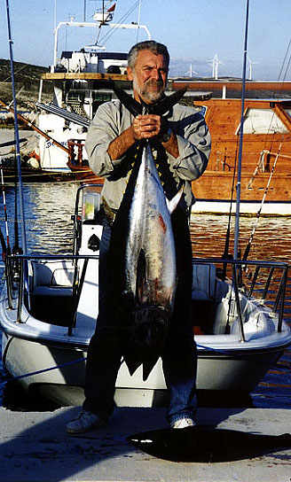 Thunnus thynnus