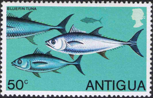 Thunnus thynnus