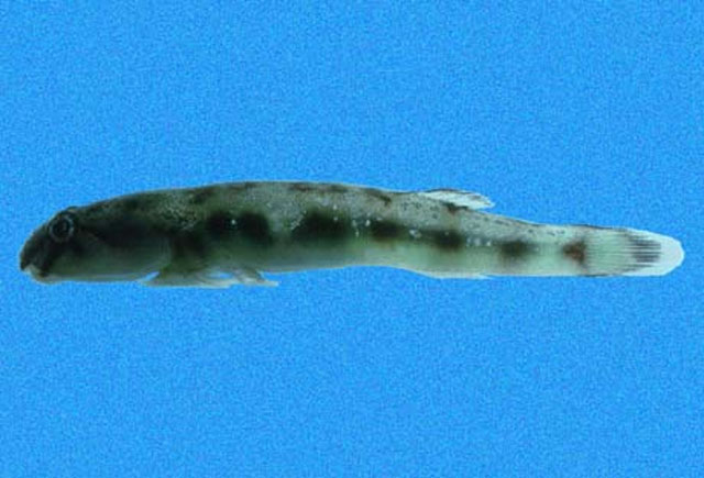 Tomicodon myersi