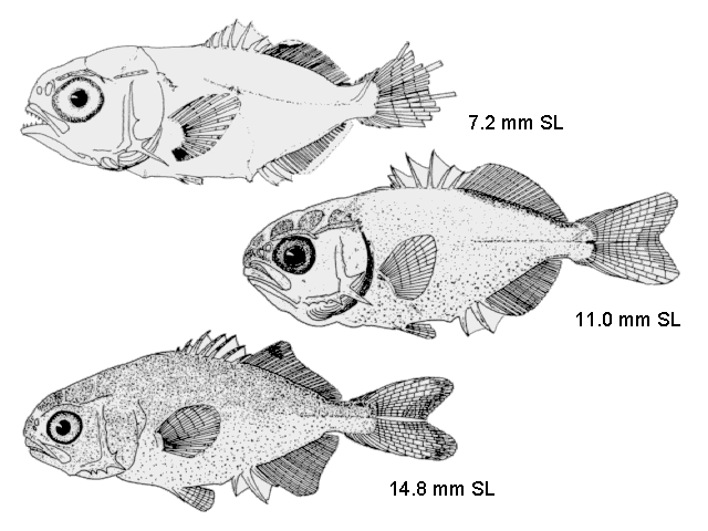 Trachinotus carolinus