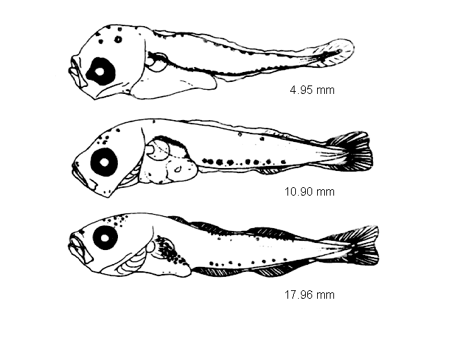 Trisopterus esmarkii