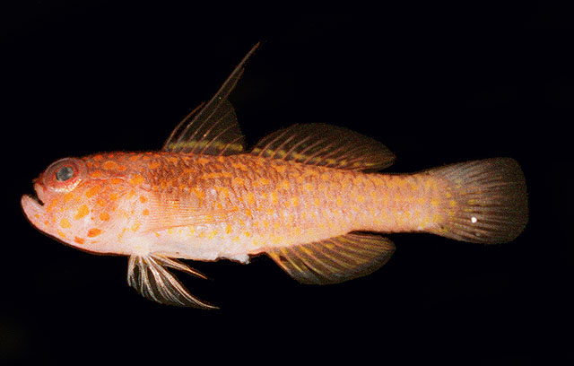 Trimma flammeum