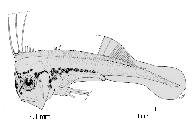 Trachipterus fukuzakii