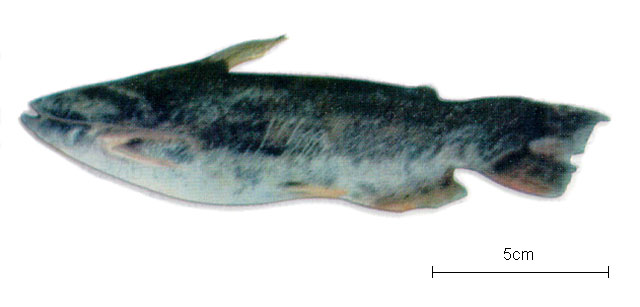 Trachelyopterus galeatus