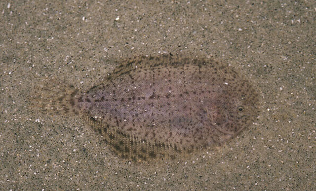 Trinectes paulistanus