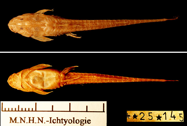 Trachyglanis sanghensis