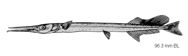 Tylosurus crocodilus