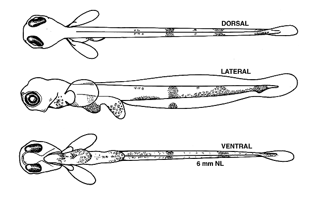 Aspidophoroides olrikii