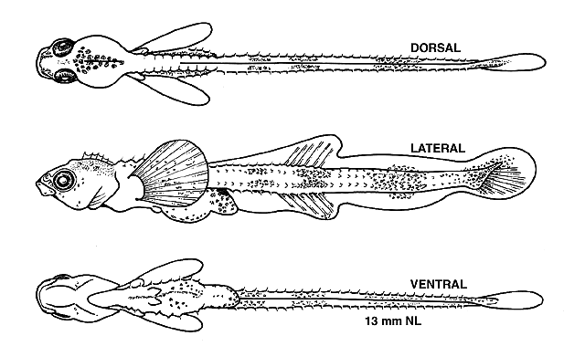 Aspidophoroides olrikii