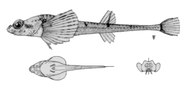 Aspidophoroides olrikii