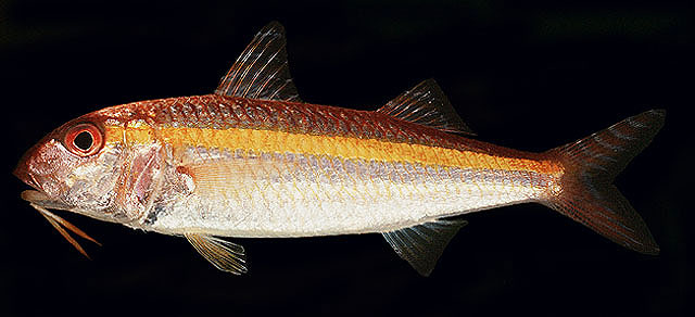 Upeneus moluccensis