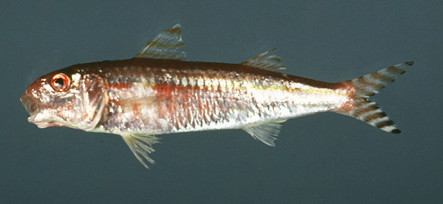 Upeneus parvus