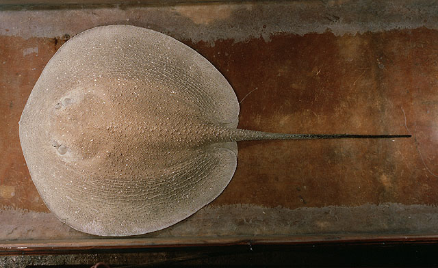 Urogymnus asperrimus