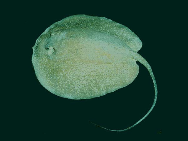 Urogymnus asperrimus