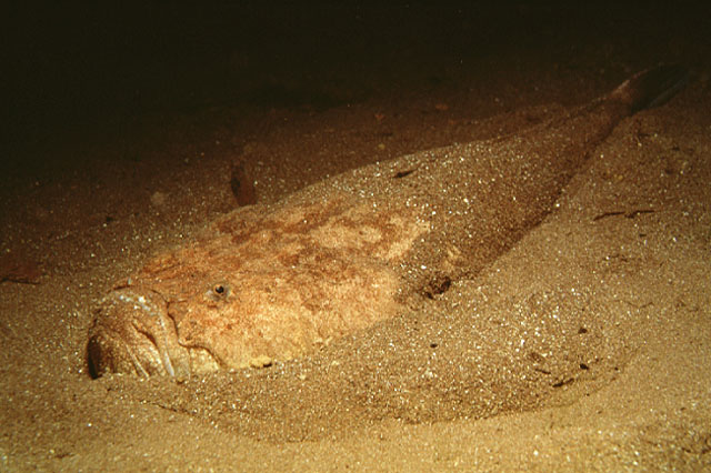 Uranoscopus scaber