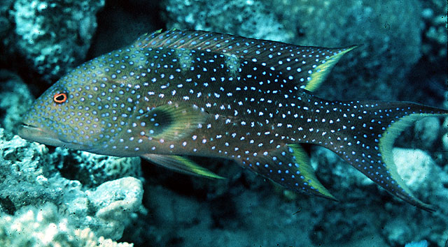 Variola louti