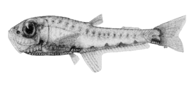 Valenciennellus tripunctulatus