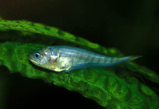 Xenomystus nigri