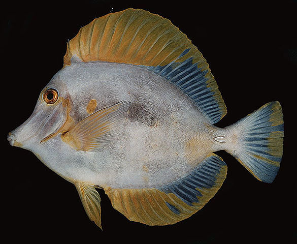 Zebrasoma flavescens