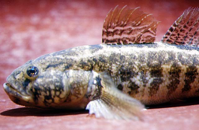 Zosterisessor ophiocephalus
