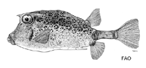 Image of Acanthostracion guineensis 