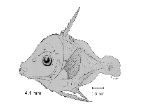 tn_Acspp_l1.gif