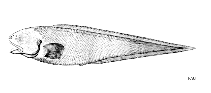 Image of Apagesoma edentatum 