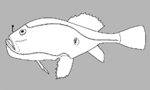 Image of Chaunax nebulosus (Eyespot coffinfish)