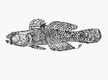 Image of Caffrogobius saldanha (Commafin goby)