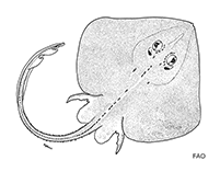 Image of Fenestraja ishiyamai (Plain pygmy skate)