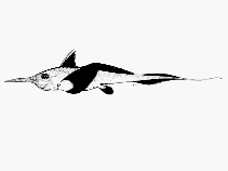 tn_Haral_j0.gif