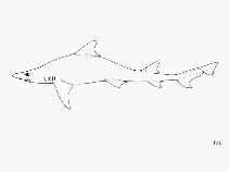 Image of Hemitriakis leucoperiptera (Whitefin topeshark)