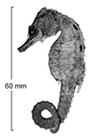 Image of Hippocampus biocellatus (False-eyed seahorse)