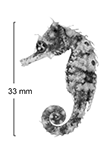 Image of Hippocampus biocellatus (False-eyed seahorse)