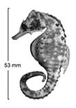 Image of Hippocampus biocellatus (False-eyed seahorse)