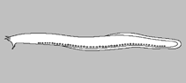 Image of Eptatretus mccoskeri 