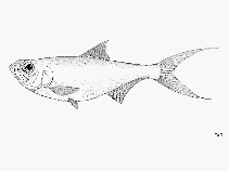 Image of Pellona flavipinnis (Yellowfin river pellona)