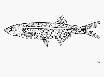 Image of Rastrineobola argentea (Silver cyprinid)