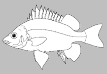 Image of Mesopristes iravi 