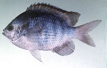 tn_Abmar_u2.jpg