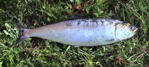 Image of Alosa immaculata (Pontic shad)