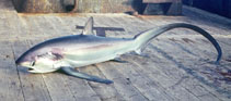 Image of Alopias pelagicus (Pelagic thresher)