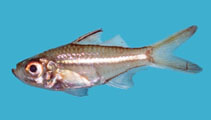 tn_Amdus_u0.jpg