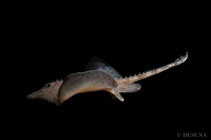 Image of Amblyraja hyperborea (Arctic skate)